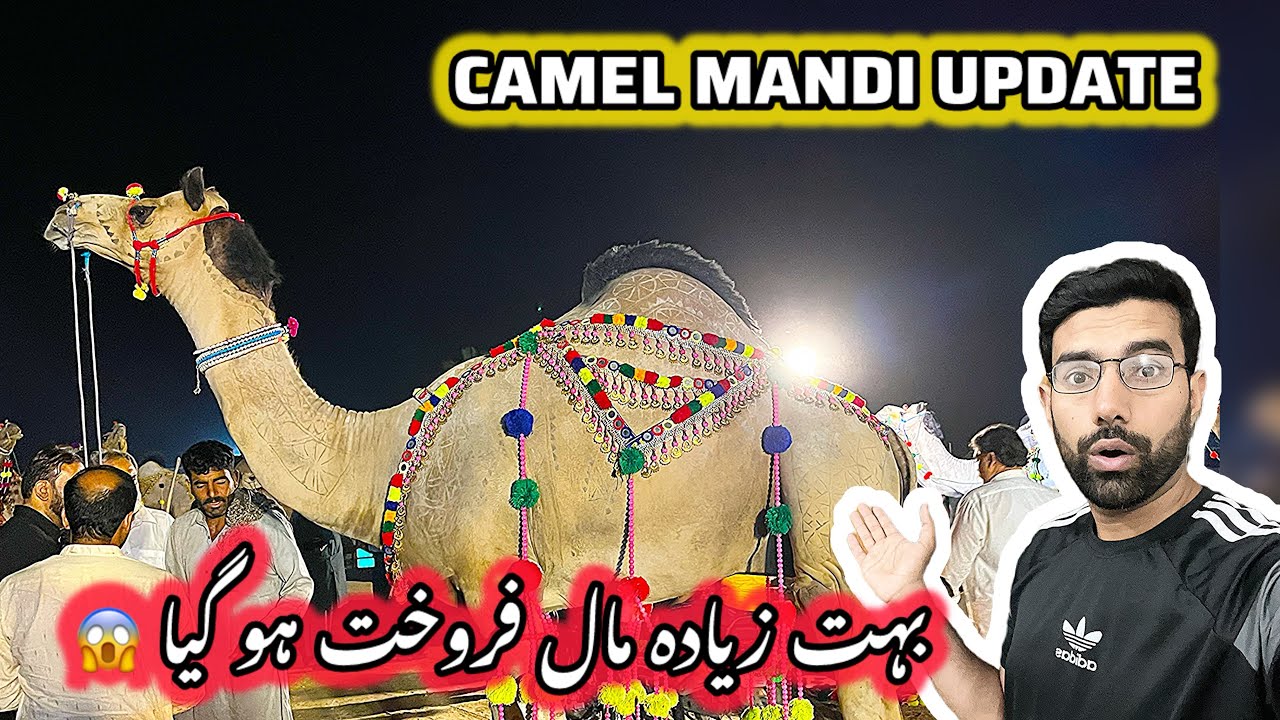 Camel Mandi Chan Da Qila Update 🐪 Gujranwala Camel Mandi 31-5-2025