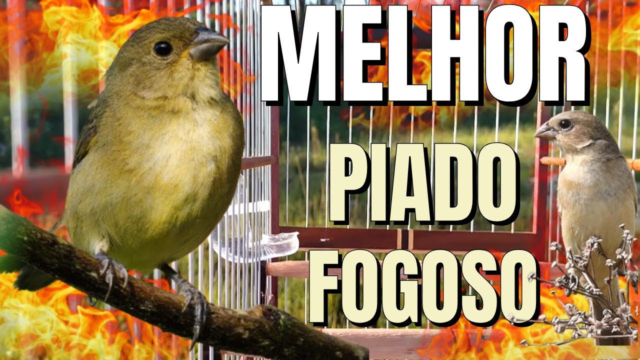 Melhor Piado de Fêmea de Coleiro para Foguear coleiro  tui tui com Piado de Fêmea de Coleiro