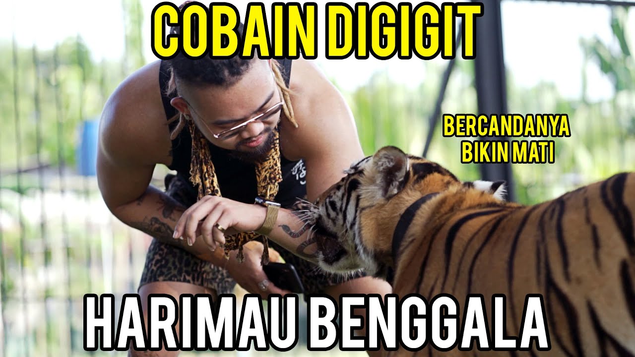 TANGAN AUDREY MASUK MULUT HARIMAU BENGGALA!! FIRST ENCOUNTER!
