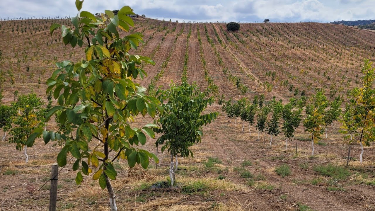175- Chandler Ceviz, İç Anadolunun Ortasında Bahçemiz Büyümeye devam ediyor. Kırıkkale,Balışeyh