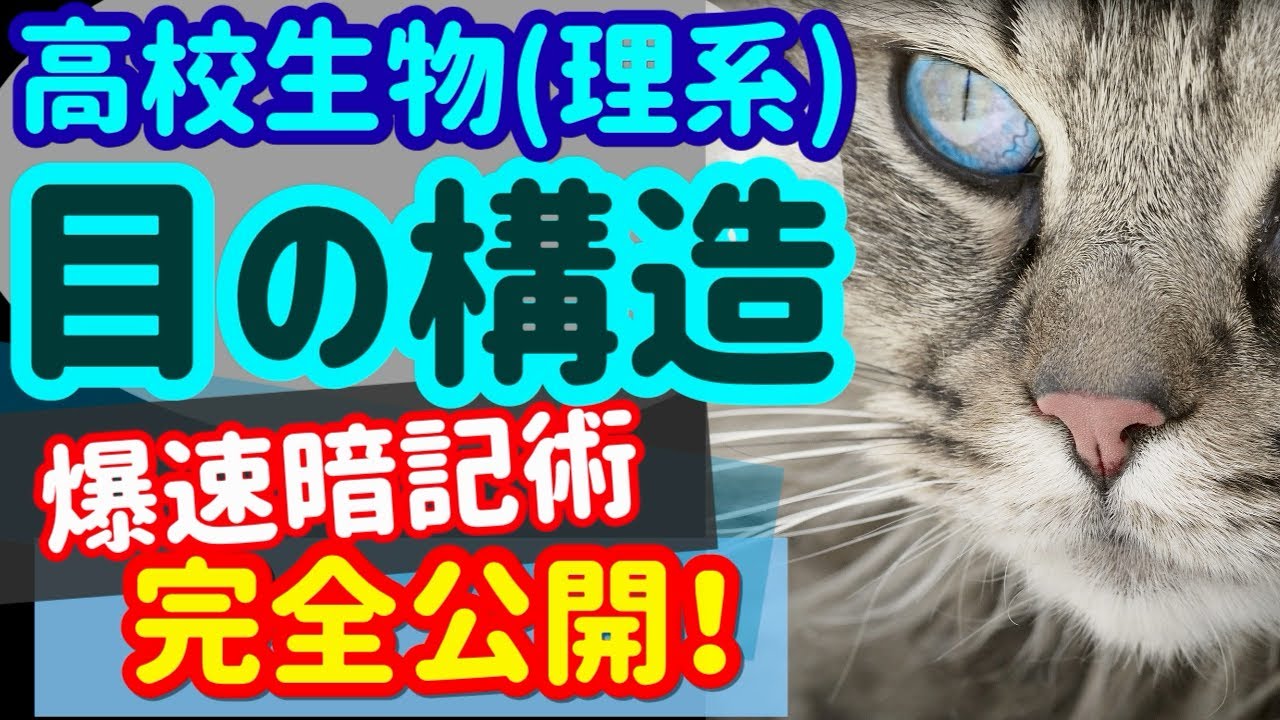 【高校生物 48】受容器【目の構造】を宇宙一わかりやすく