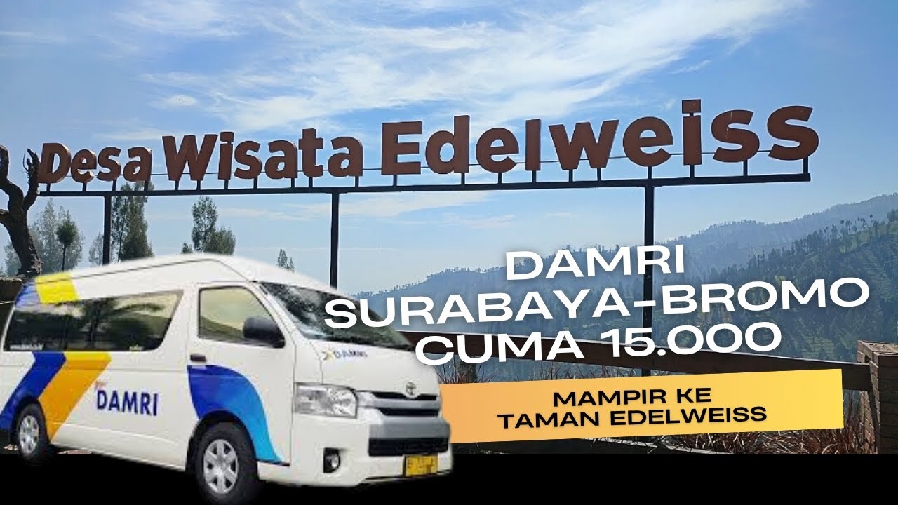 Dari Surabaya ke Taman Edelweiss Wonokitri Bromo Naik Damri, Nyaman dan Gak Ribet!