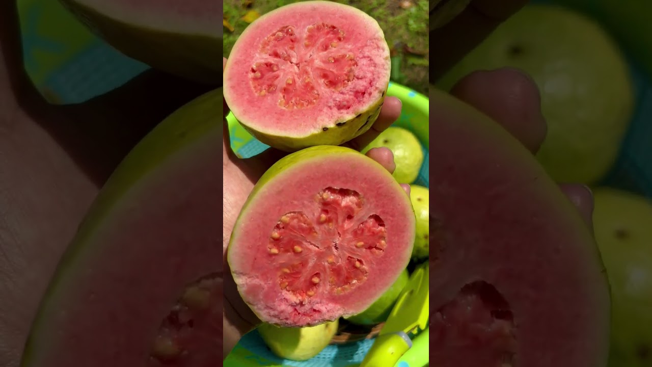 Jambu biji getas merah #jambumerah #jambubiji