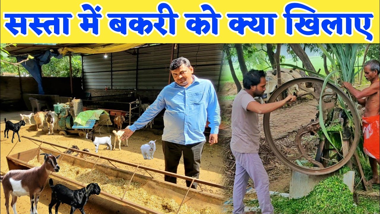 सुधीर सर से जाने कम खर्चे में बकरी को क्या खिलाए | Goat feed management | Goat farming