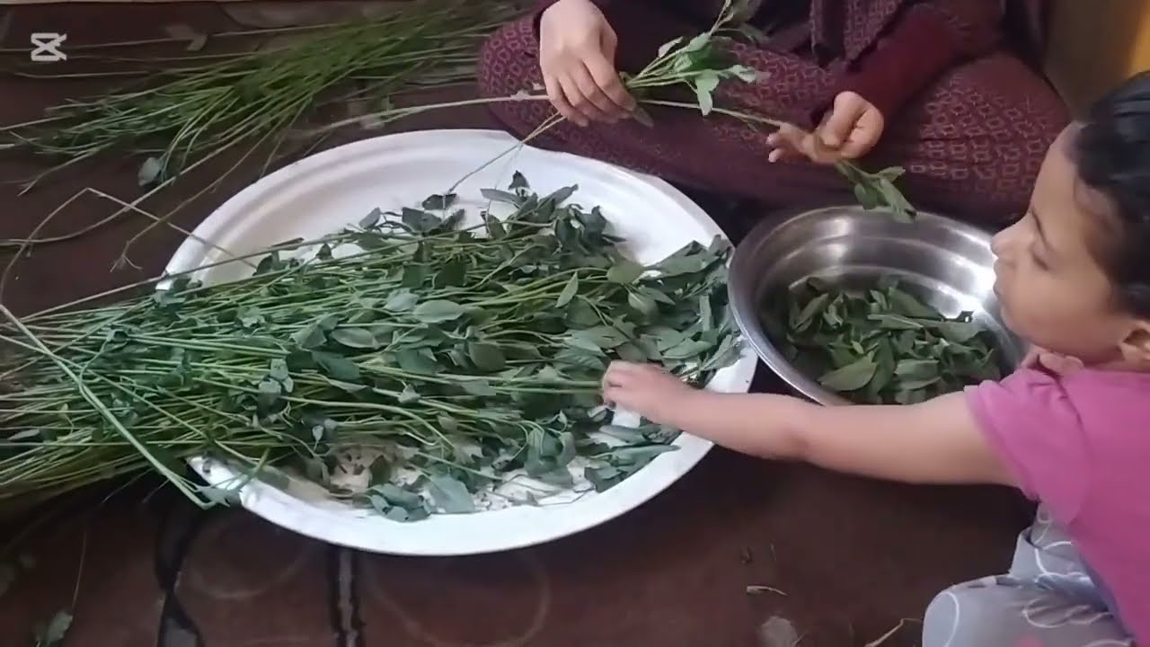 🍃 حديث وأمل بين أوراق الملوخية رغم الصعاب 🍃
