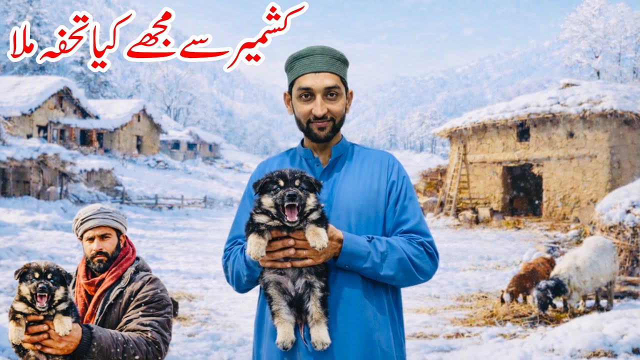 Bakrwali Dog Gift Mil Gayá 😍