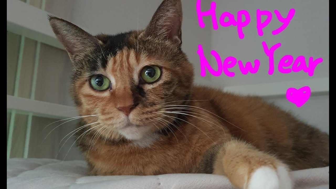 Cat purring! - Happy new year
