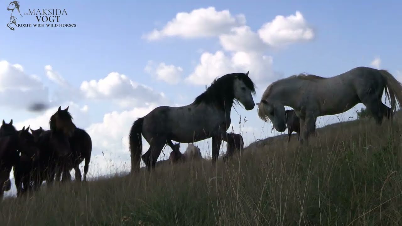 Bewegungsmuster/Galopp ist Stress f&uuml;r die Pferde, Wildpferde und Urlaub