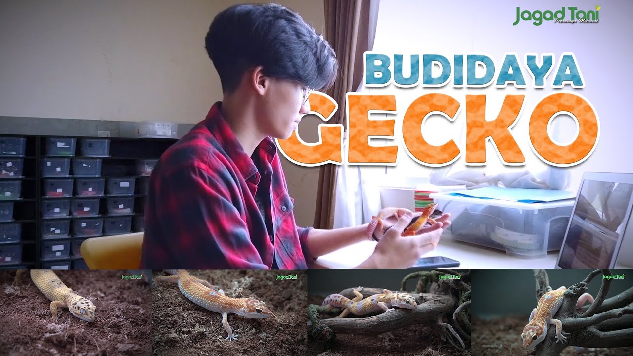 Milenial 18  Tahun Hasilkan Jutaan Rupiah Bisnis Kadal Gecko