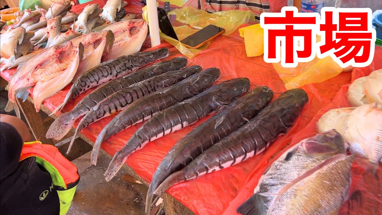 アロワナ、ピラニア、ピラルク！アマゾンの鮮魚市場がカオス過ぎた！