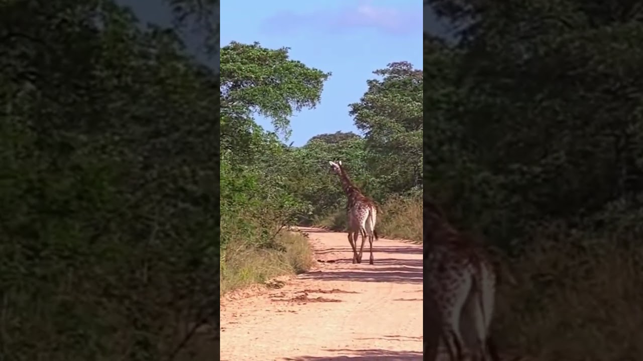 jirafas, están molestas, disputando territorio