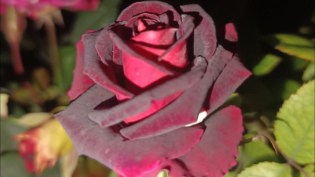 g malik garden is live Rose garden