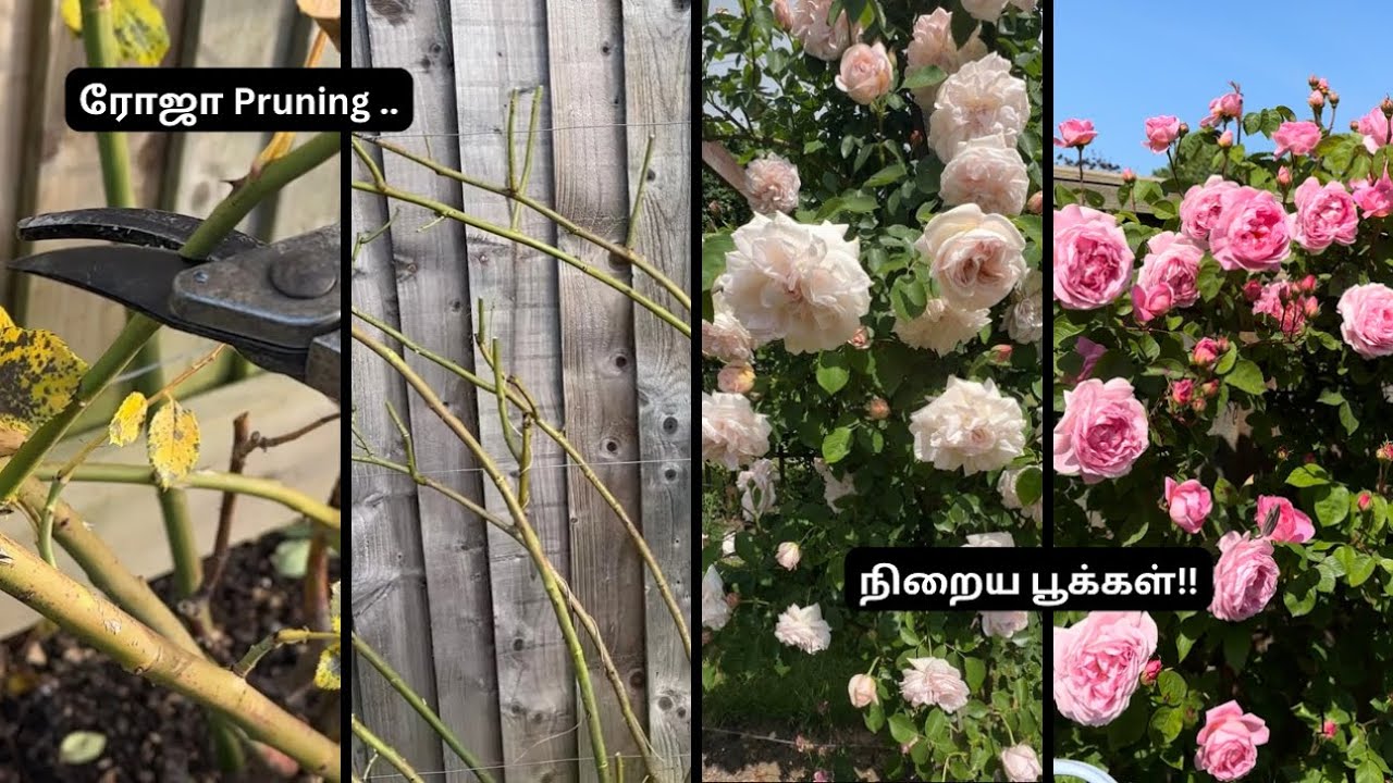 🌹ரோஜா செடியை சரியாக வெட்டுவது எப்படி? | Rose Pruning in Tamil 