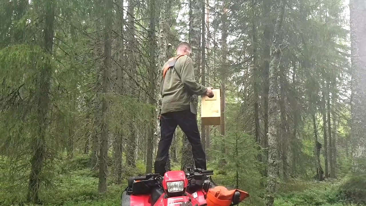 Pöntöt pöllölle ja haukalle puuhun | Hanging of bird houses for owls and hawks