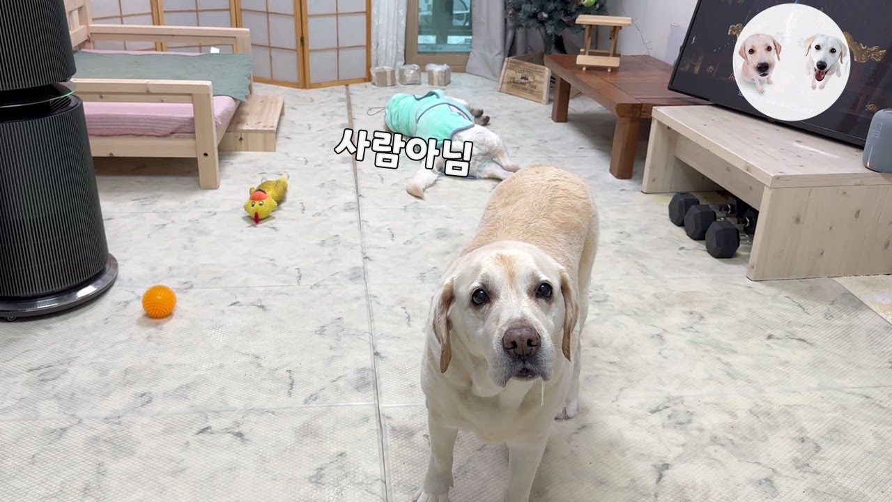 목욕하고 간식 안 준다고 눈물바다에 침바다를 만드는 리트리버
