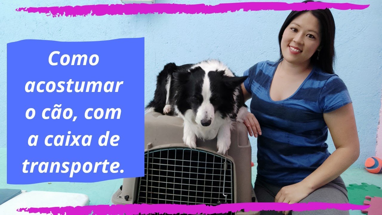Como acostumar o cão, com a caixa de transporte.
