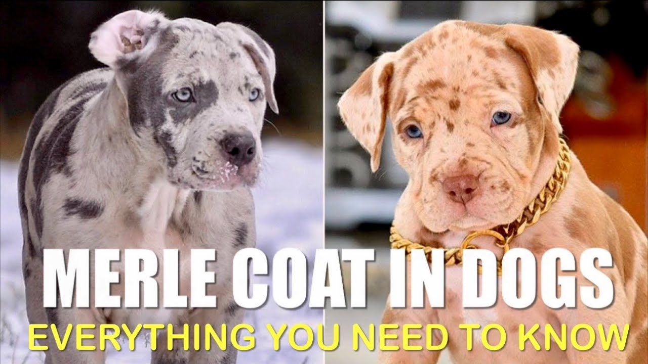 Is MERLE AMERICAN BULLY DANGEROUS For The Dog Breed? | What Is Merle Coat? | Breeders & Kennels