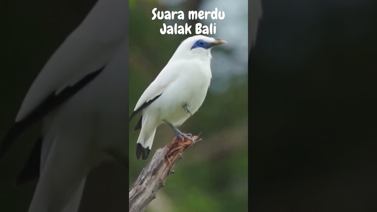 Suara Merdu Jalak Bali