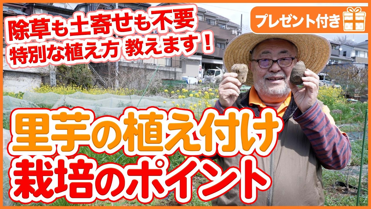 【里芋栽培】今が植えどき！収穫量が変わる植え付けのコツを徹底解説【シェア畑】【農園ライフ】