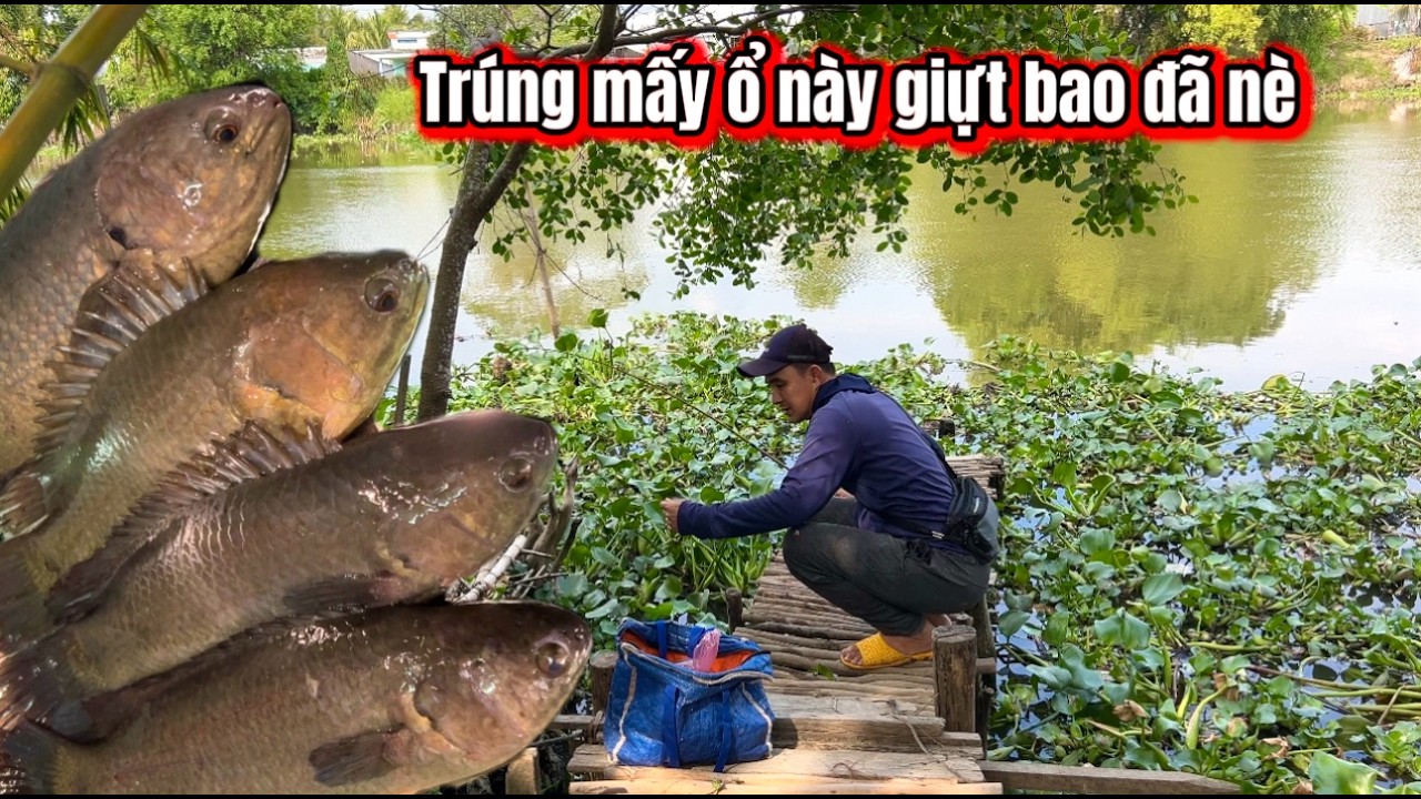 Chỉ Cần Tr&uacute;ng Mấy Ổ C&aacute; R&ocirc; Vậy  Th&ocirc;i L&agrave; Bao Đ&atilde; Tay  / l&atilde;ng tử miền t&acirc;y T 122