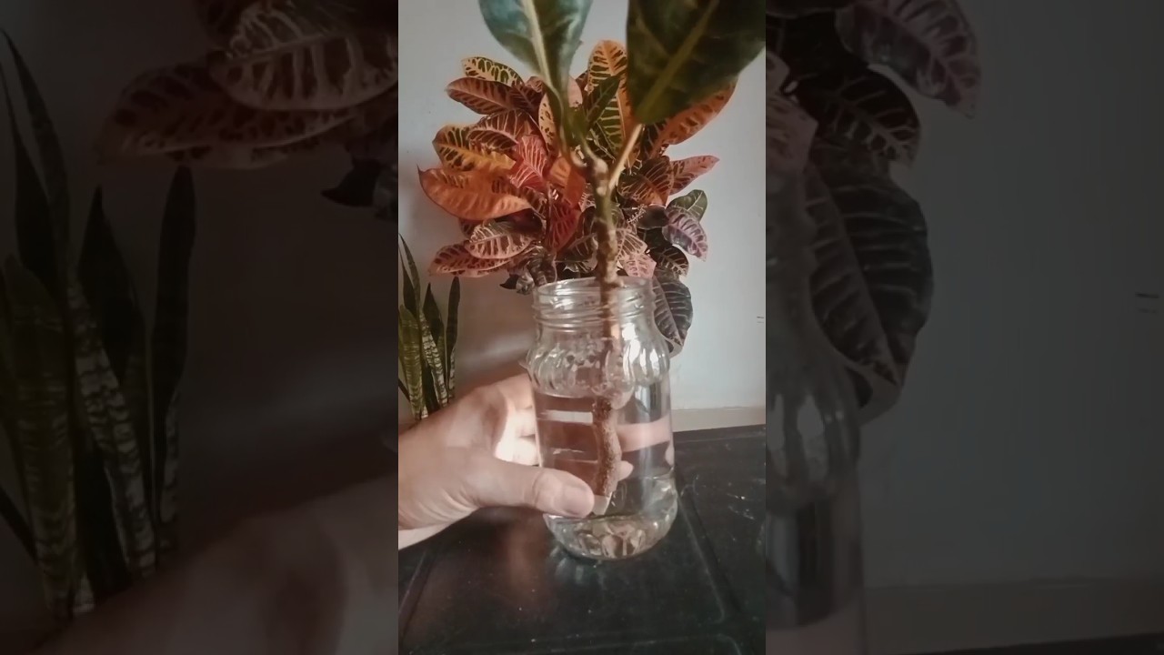 Croton Plant Propagation from Cutting #croton #crotonplant #crotoninwater #Leka