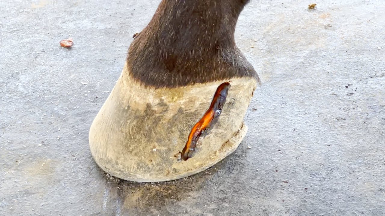 Full video: Spot the HOOF issue? A SHOOTING HORSE diary 🧲 🚑 💉