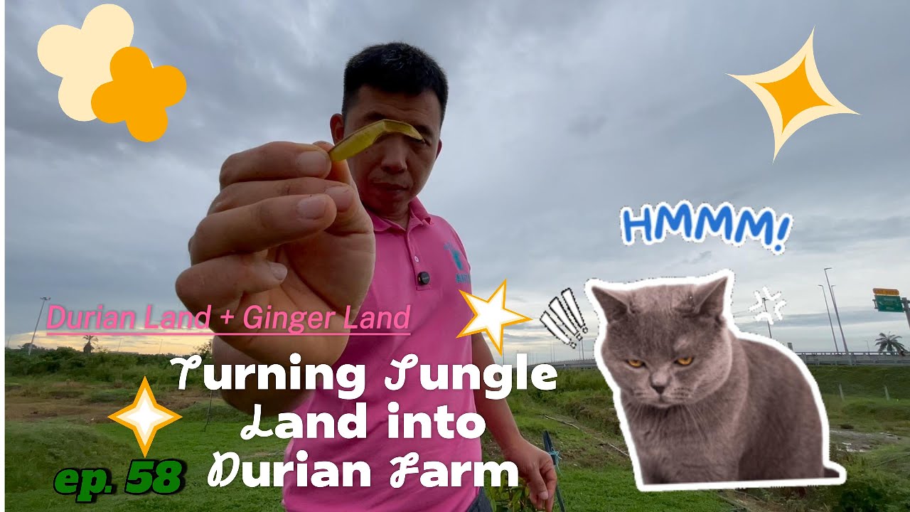 Durian Land: Turning Jungle Land into Durian Farm - Episode 58