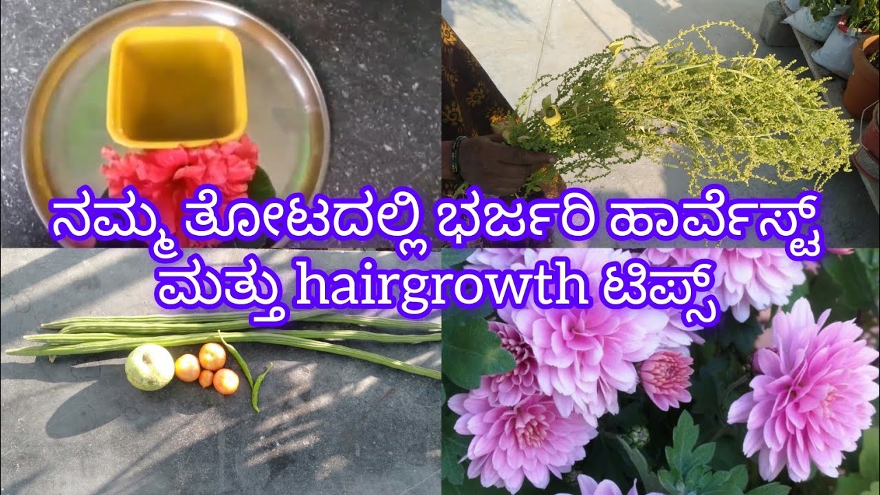 ನಮ್ಮ ತೋಟದಲ್ಲಿ ಹೊಸ ತರಕಾರಿ ಹಾರ್ವೆಸ್ಟ್ ಹಾಗೆ hairgrowth ಗೆ ಒಂದು ಒಳ್ಳೆ tips #youtube #youtubeshorts