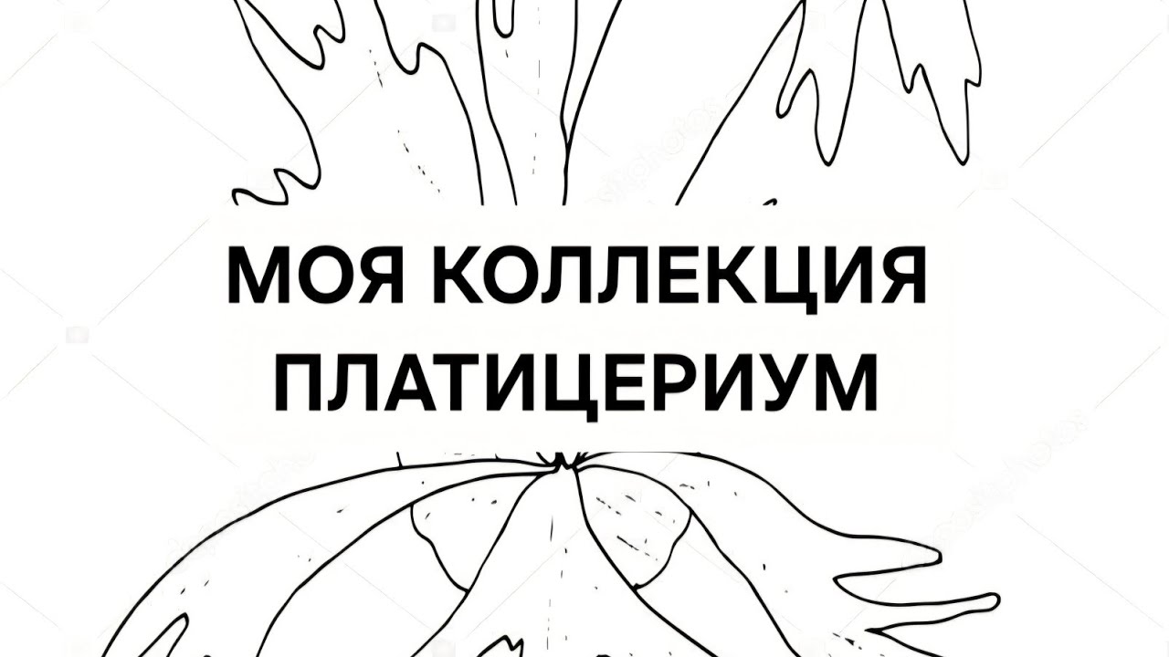 Моя коллекция Платицериум 