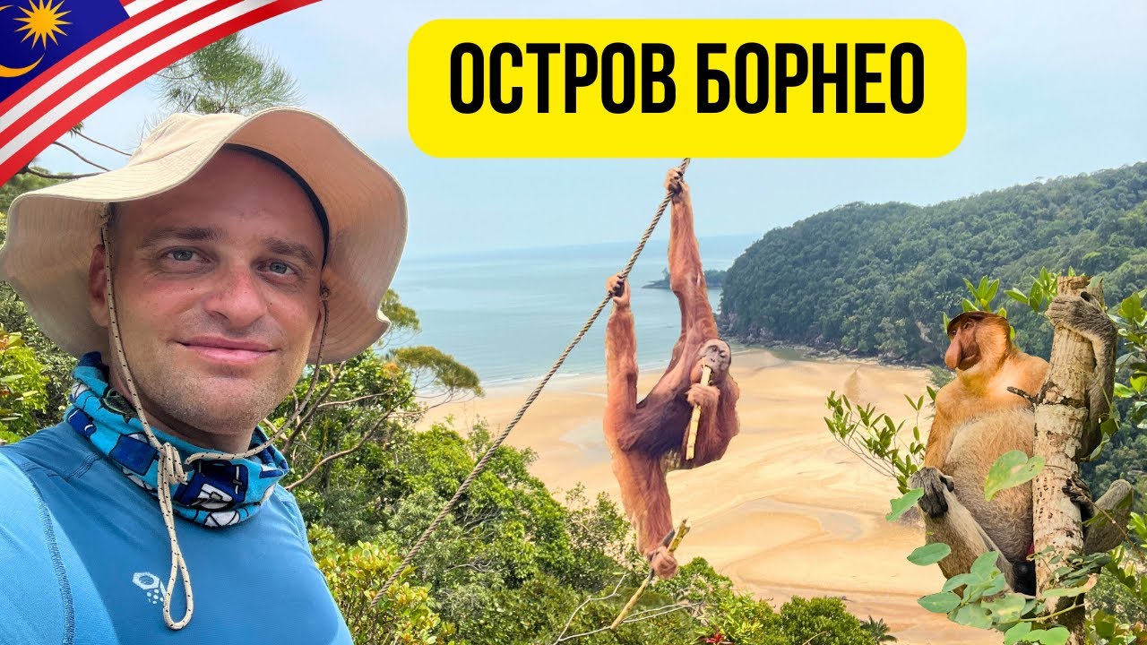 🇲🇾 Из джунглите на остров Борнео, Малайзия 🦧