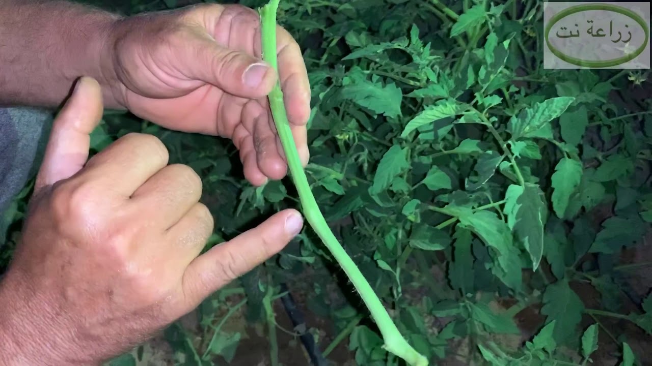 طريقة زراعة نبات الطماطم بالعقلة بدون بذور