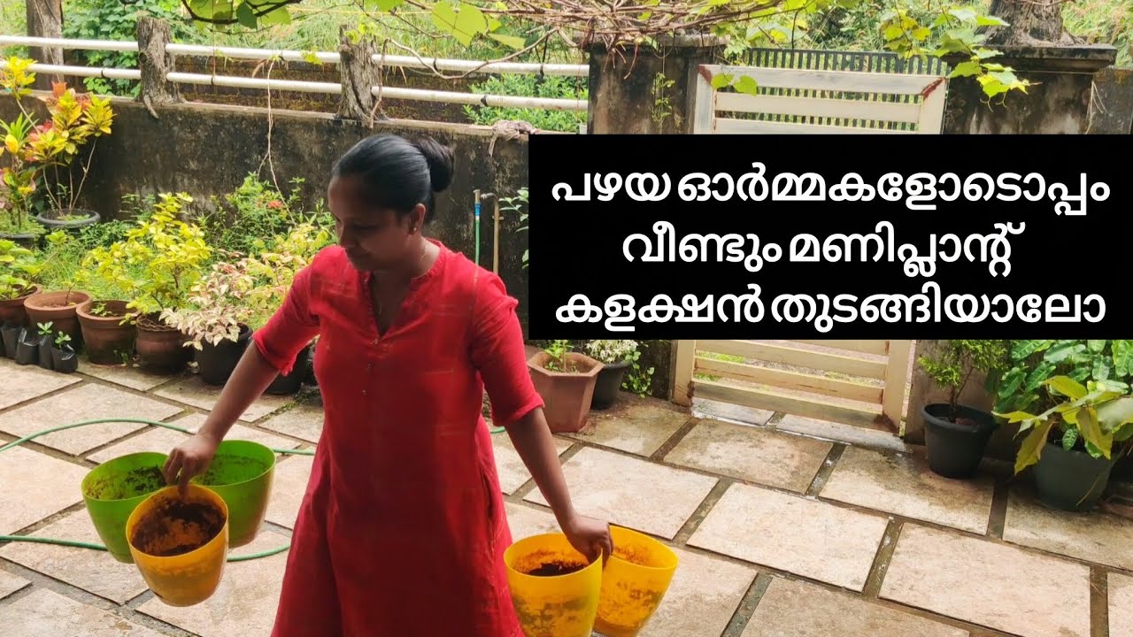 പഴയ ഓർമ്മകളോടൊപ്പംവീണ്ടും മണിപ്ലാന്റ് കളക്ഷൻ തുടങ്ങിയാലോ | Gardening | Variety money plant | #garden