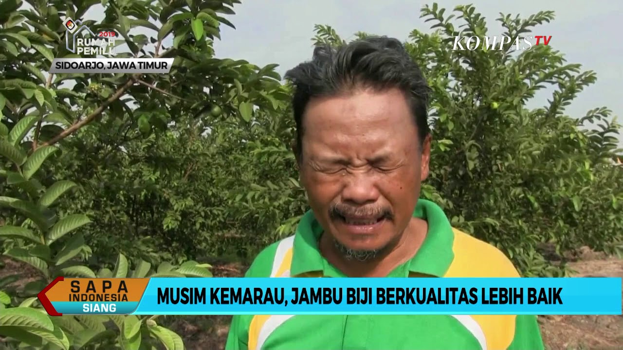 Di Sidoarjo, Petani Jambu Biji Raih Berkah Saat Kemarau