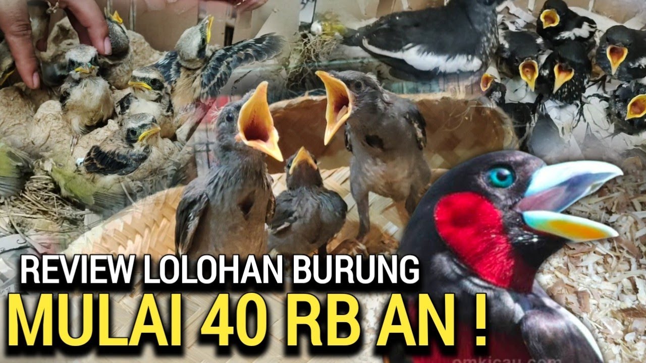 SPESIAL LOLOHAN ! BURUNG ANAKAN LENGKAP MULAI 40RB AN DI PASAR BURUNG PRAMUKA