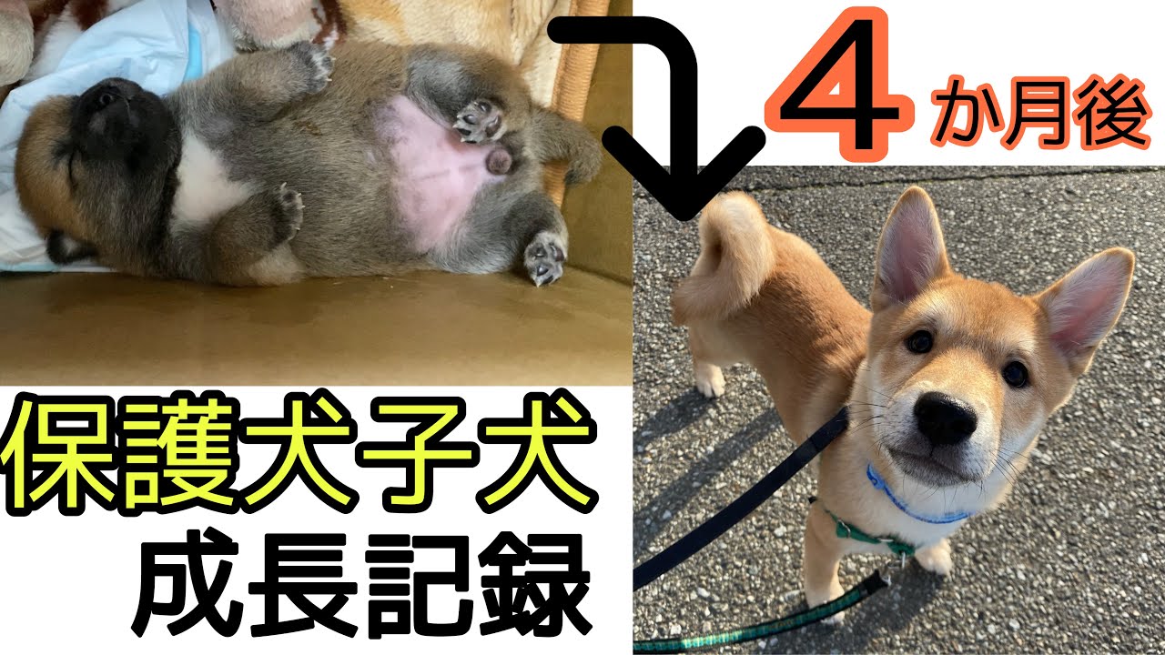 【保護子犬の成長記録】目も開いていなかった保護犬子犬がお散歩に行けるようになるまでの約4ヶ月間