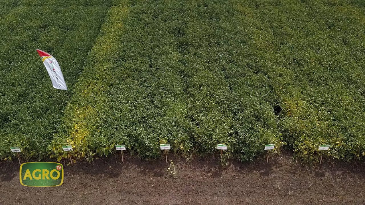 Don Mario: Nuevas tecnologías y variedades de soja de máximo potencial de rinde (#919 2021-03-13)