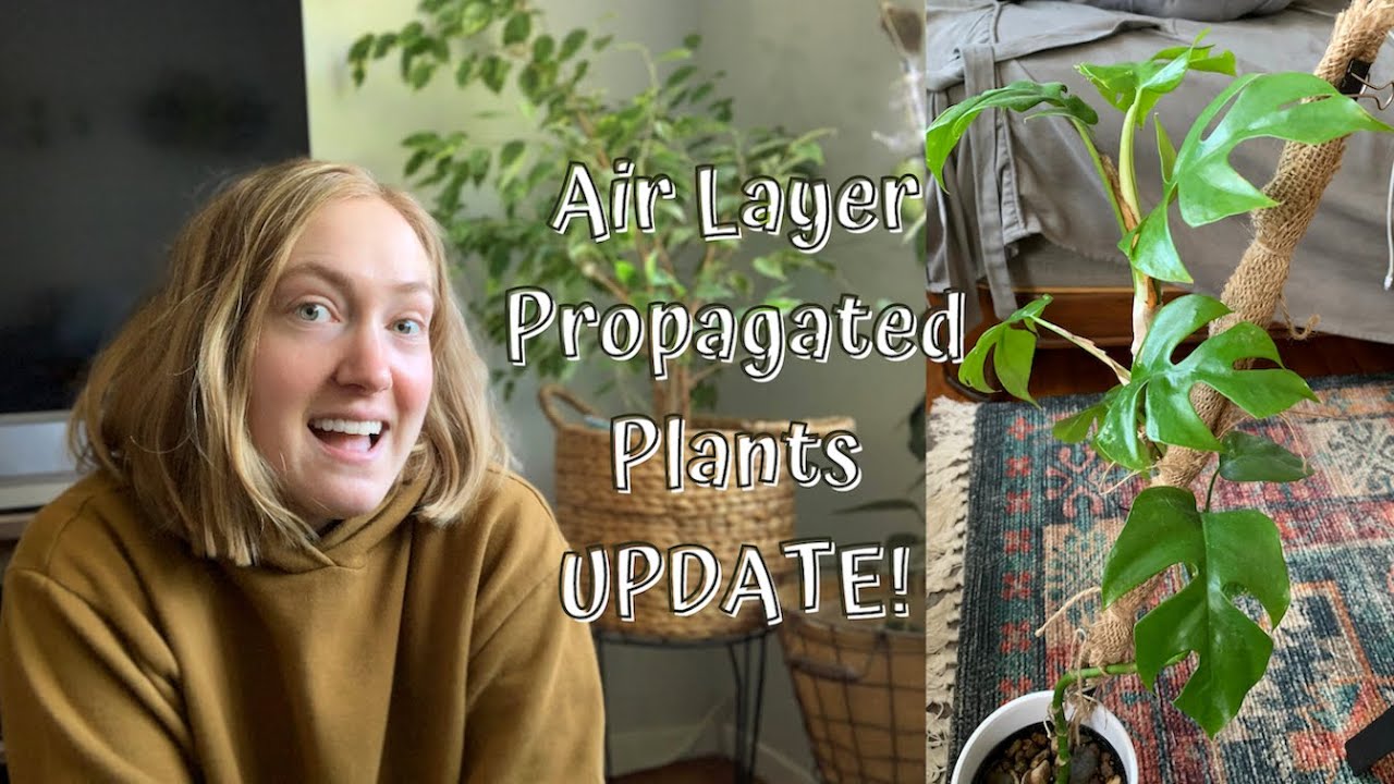 Air Layer Propagation Update! | Air Layer Propagating Rhaphidophora tetrasperma and Hoyas