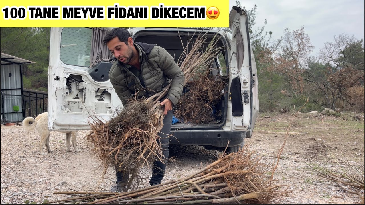 100 TANE KARIŞIK MEYVE FİDANI ALDIM ÜRETİME GEÇİYORUZ🙂