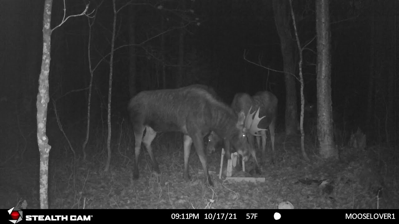 Rarely Heard Moose Vocals