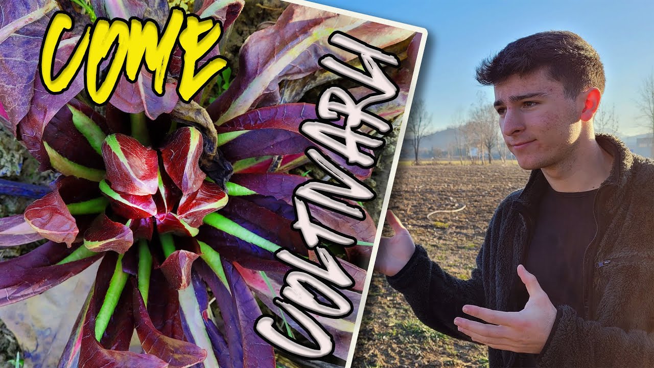 Come COLTIVO il RADICCHIO