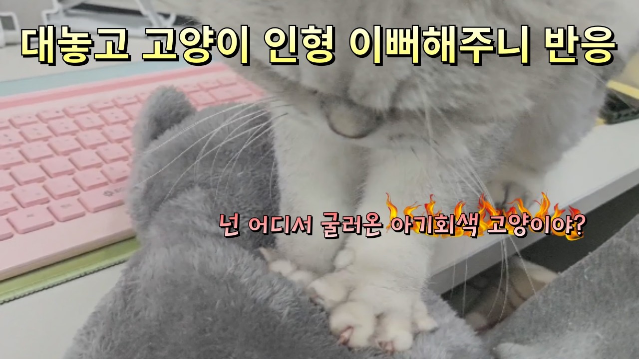 진짜 고양이 앞에서 고양이 인형을 이뻐해봤더니 개냥이 반응 무릎냥이동동이네
