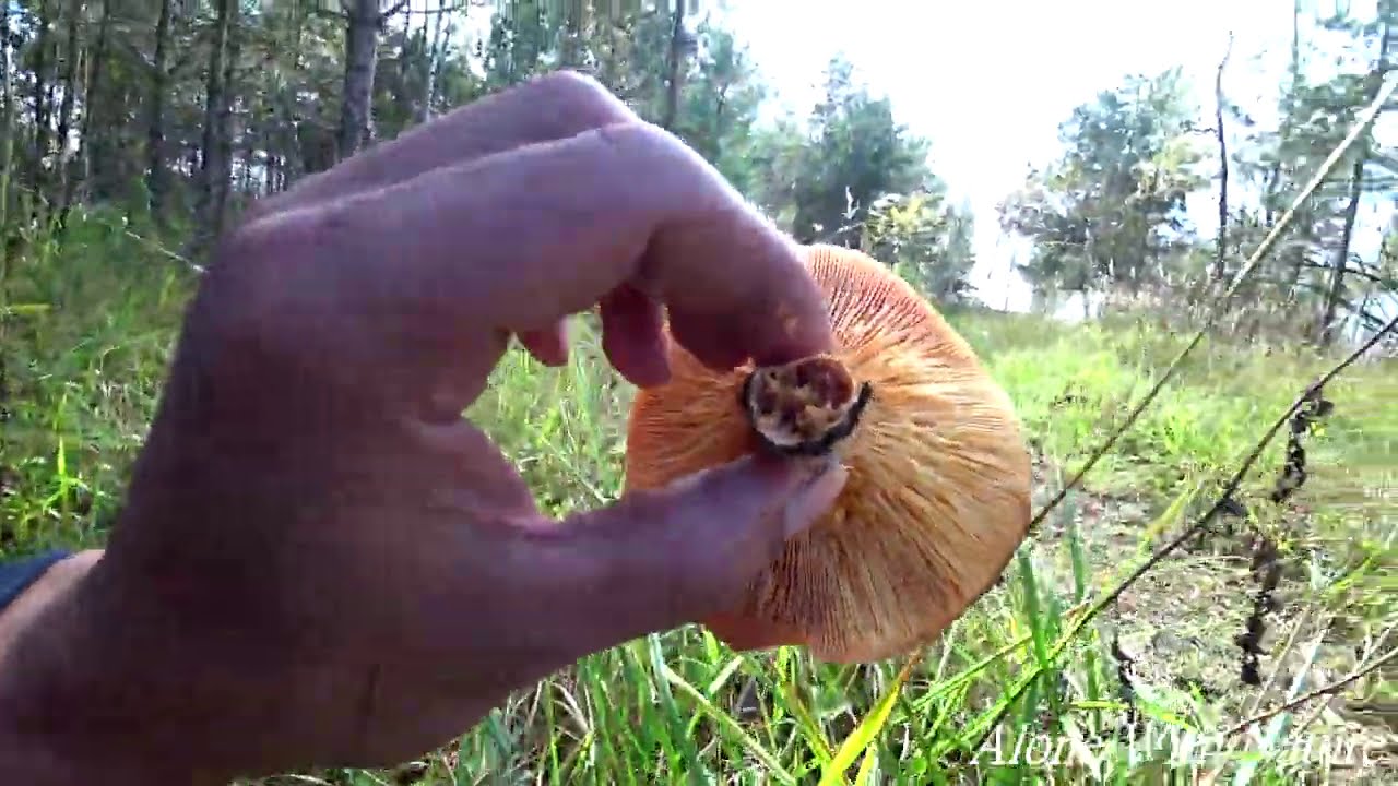 Сбор грибов 2020,Рыжики.Lactarius deliciosus Поляны рыжиков
