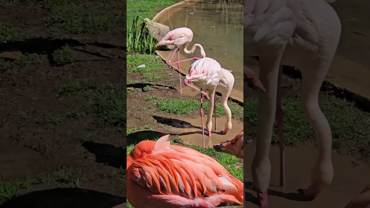 Turbo Ferguson visits the Nashville Zoo