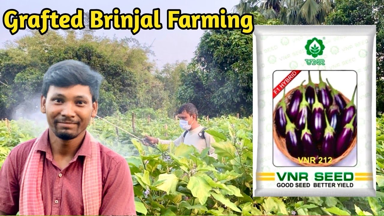 VNR 212 Grafted Brinjal Farming || Off season High Production