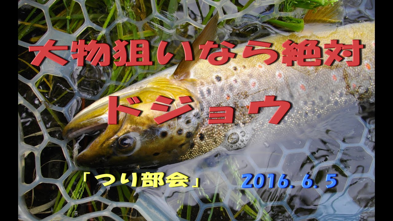 2016.6.5　「つり部会」　★永久保存版★　士幌川支流　ドジョウをエサに大物を狙う！　ブラウントラウト釣り