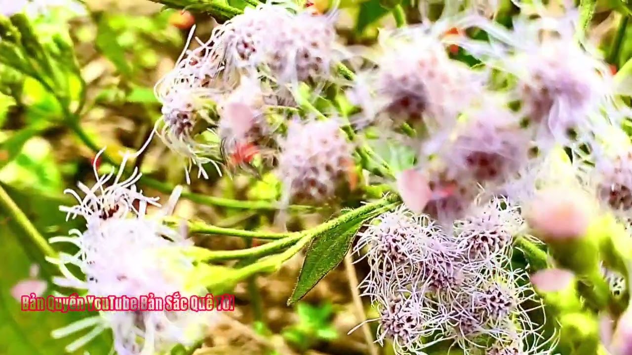 Lượn Cọi : Bản Sắc Dân Tộc Tày Cao Bằng Rất Hay : Trình Bày - Nông Lâm Hoa