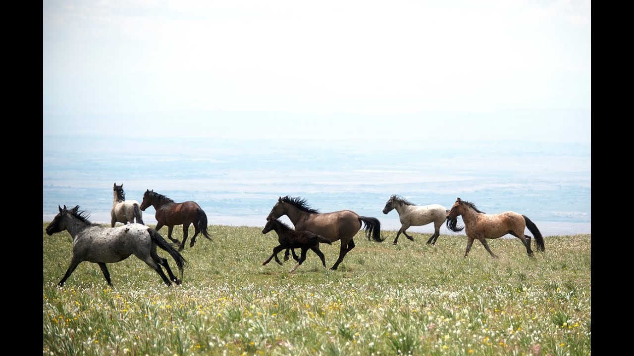 Pryor Mountain Wild Horses