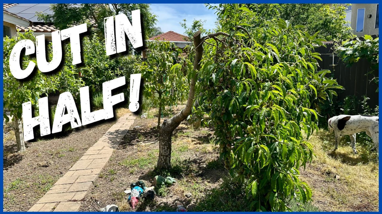 Don’t Be Afraid to Prune Hard 🌳 (Fruit Trees)