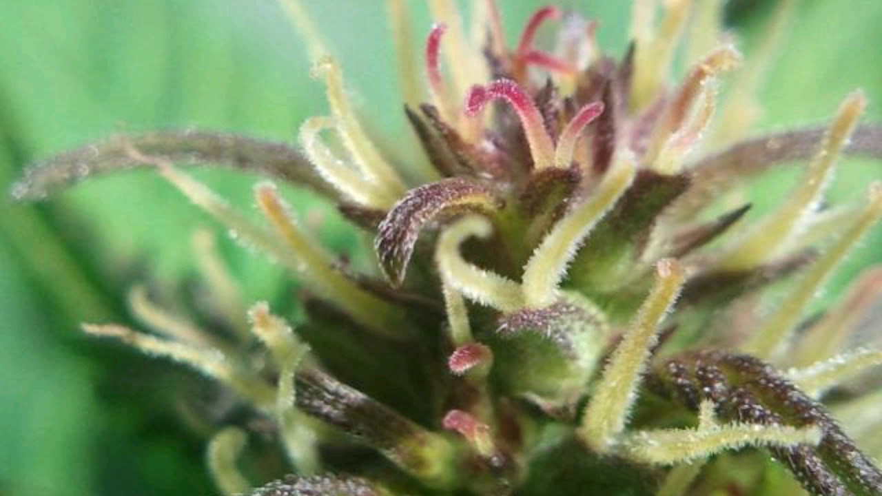Beautiful Buds of 2019