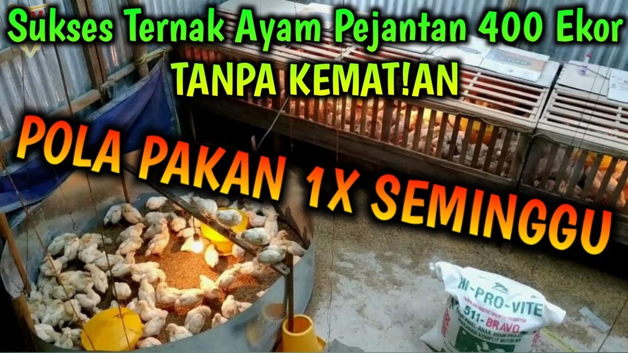 Sukses Ternak Ayam Pejantan 400 Ekor TANPA KEMAT!AN dgn POLA PAKAN 1X SEMINGGU